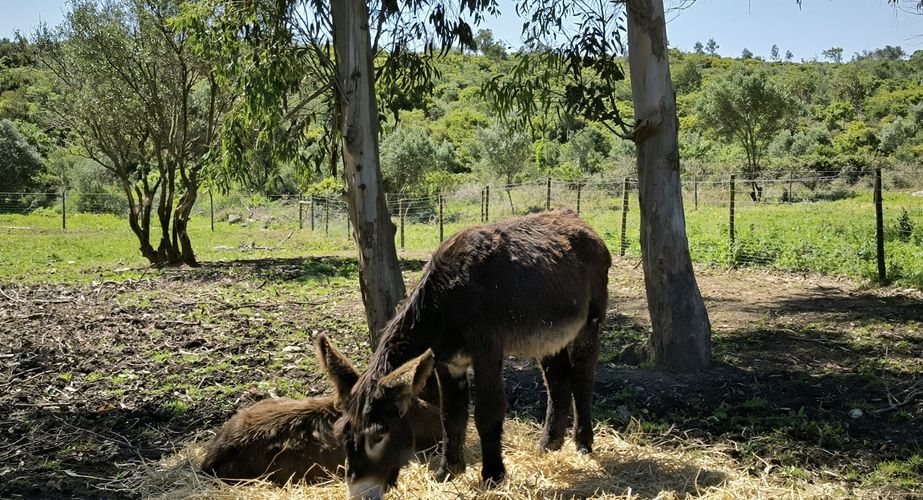Ezeltje bij Cascais Ezeltje bij Cascais